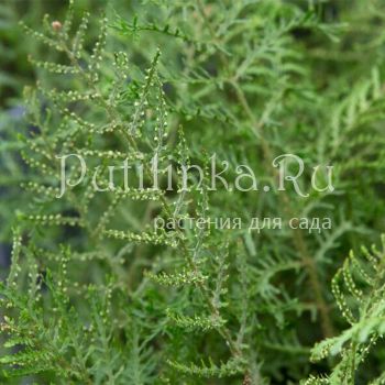 Щитовник Linearis Polydactyla (Dryopteris filix-mas Linearis Polydactyla)