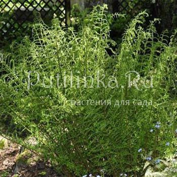 Щитовник Linearis Polydactyla (Dryopteris filix-mas Linearis Polydactyla)