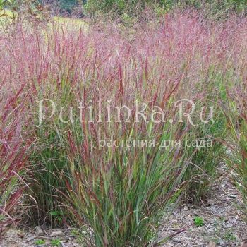 Просо прутьевидное Shenandoah (Panicum virgatum Shenandoah)