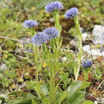 Глобулярия точечная (Globularia punctata)