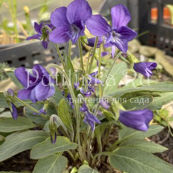 Фиалка маньчжурская (Viola mandshurica)
