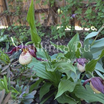 Башмачок крупноцветковый