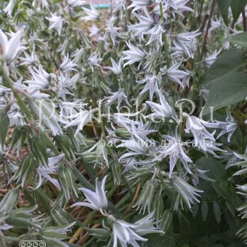 Птицемлечник поникший (Ornithogalum nutans)