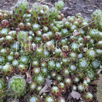 Молодило шароносное