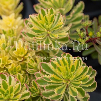Очиток камчатский The Edge (Sedum kamtschaticum The Edge)