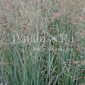 Просо прутьевидное Heavy Metal (Panicum virgatum Heavy Metal)