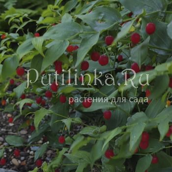 Стрептопус стеблеобъемлющий (S. amplexifolius)