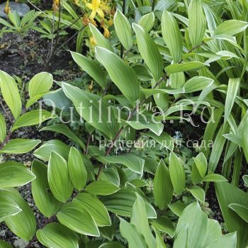Купена душистая Variegatum (Polygonatum odoratum Variegatum)