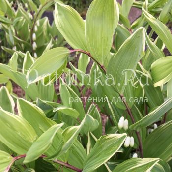 Купена душистая Variegatum (Polygonatum odoratum Variegatum)