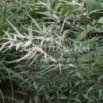 Волжанка Kneiffii (Aruncus dioicus Kneiffii)