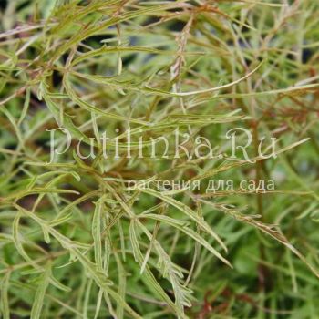 Волжанка Kneiffii (Aruncus dioicus Kneiffii)