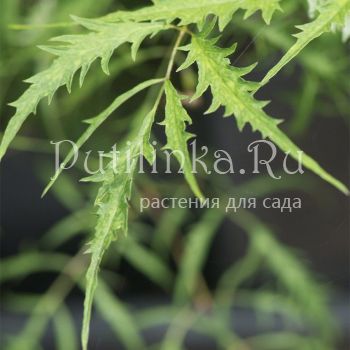 Волжанка Kneiffii (Aruncus dioicus Kneiffii)