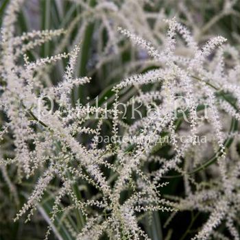 Волжанка Kneiffii (Aruncus dioicus Kneiffii)
