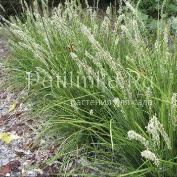 Сеслерия осенняя (лат. Sesleria autumnalis)