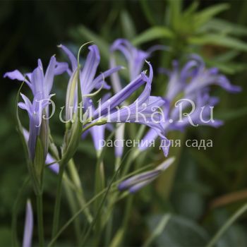 Гиацинтоидес неописанный (лат. Hyacinthoides non-scripta)