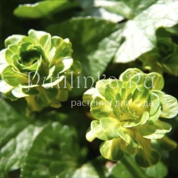 Лютик фикария Green Petal (Ranunculus ficaria Green Petal)