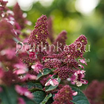 Гортензия метельчатая Infinity (Hydrangea paniculata Infinit)