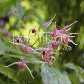 Горянка Pink Champagne (Epimedium Pink Сhampagne)