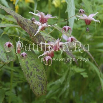 Горянка Pink Champagne (Epimedium Pink Сhampagne)