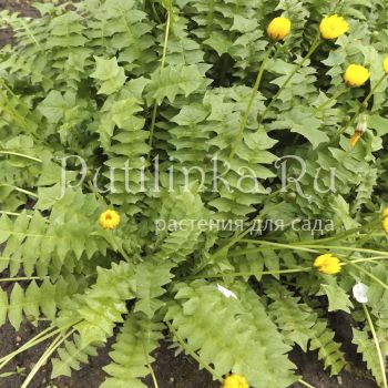 Апозерис вонючий (Aposeris foetida)