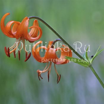 Лилия слабая (Lilium debile)