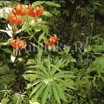 Лилия слабая (Lilium debile)