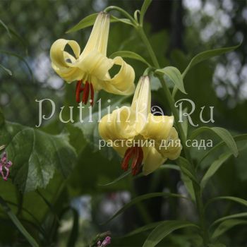 Лилия однобратственная или грузинская (лат. Lilium monadelphum)