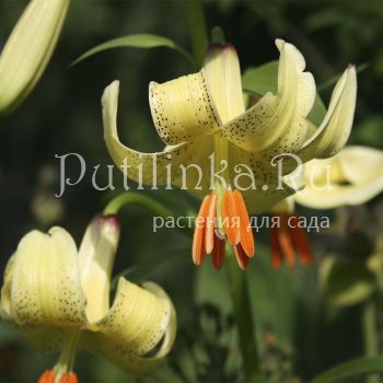 Лилия Шовица (Lilium szovitsianum)