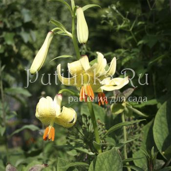 Лилия Шовица (Lilium szovitsianum)