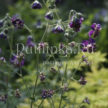 Герань темная Joseph Green (Geranium phaeum Joseph Green)