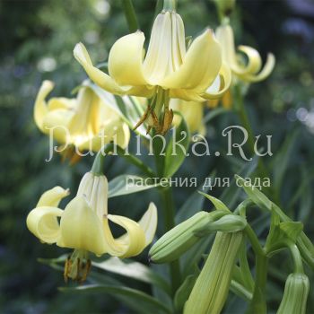 Лилия Кессельринга (Lilium kesselringianum)
