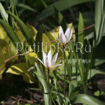 Тюльпан Hilde (Tulip Hilde)