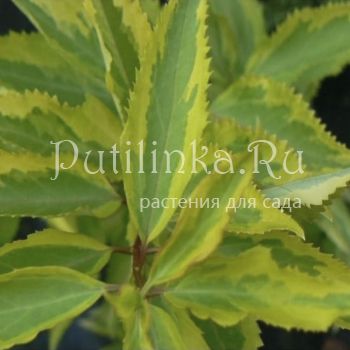 Форзиция Golden Time (Forsythia Golden Time)