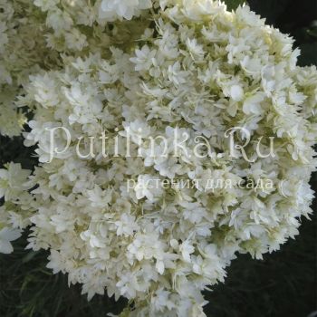 Гортензия древовидная Hayes Starburst (Hydrangea arborescens Hayes Starburst)