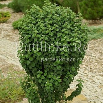 Дёрен кроваво-красный Compressa (Cornus sanguinea Compressa)