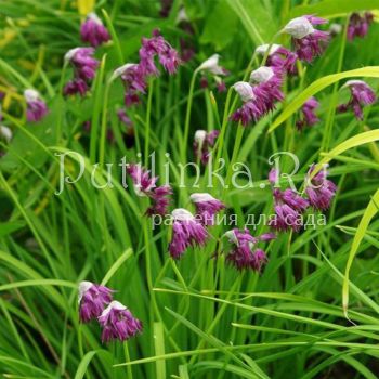 Лук бокаловидный Фаррера (Allium cyathophorum var. farreri)