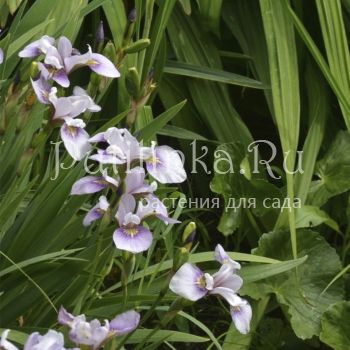 Ирис безбородый (Iris biversata)