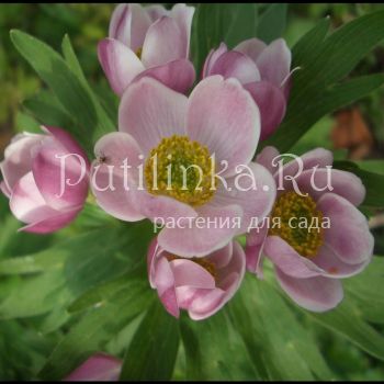 Анемона нарциссоцветковая Rosea (A. fasciculata Rosea)