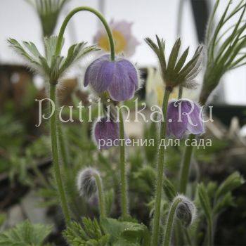 Прострел Татеваки (Pulsatilla tatewakii)