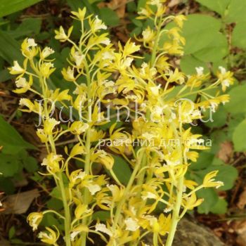 Ореорхис раскидистый Лимонад (O. patens)