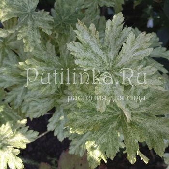 Герань Margaret Wilson (G. Margaret Wilson)