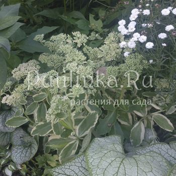 Очиток Autumn Charm (Sedum Autumn Charm)