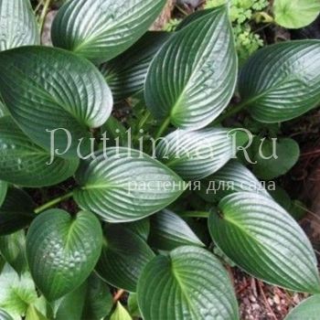 Хоста Devon Green (Hosta Devon Green)