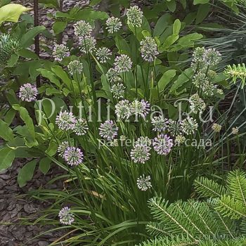 Лук слизун (Allium nutans)
