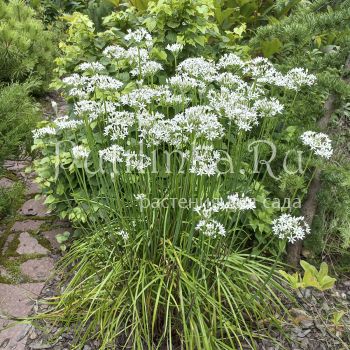 Лук душистый, лук ветвистый (Allium ramosum)