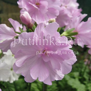 Примула Зибольда Принцесса