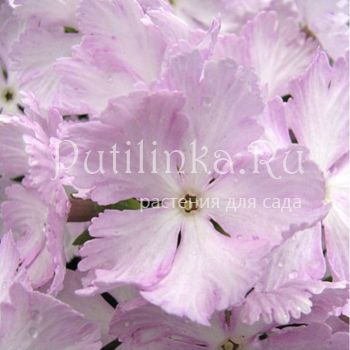 Примула Зибольда Жемчуг Акойя