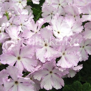 Примула Зибольда Жемчуг Акойя