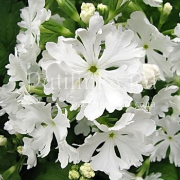 Примула Зибольда Вологотское кружево