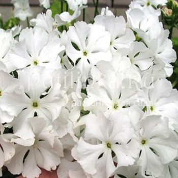 Примула Зибольда Теши-Ангел